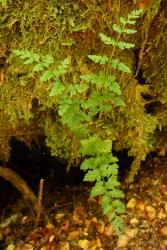 Cystopteris tasmanica. Mature plant growing on moss-covered limestone rock.
 Image: L.R. Perrie © Leon Perrie CC BY-NC 3.0 NZ